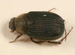 Serica iricolor thumbnail 2