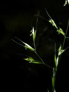 tall trisetum thumbnail 4
