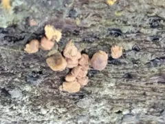 Prototrichia metallica thumbnail 2