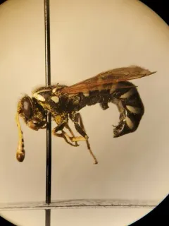 Pseudomasaris marginalis thumbnail 2