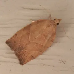 Three-lined Leafroller Moth thumbnail 4