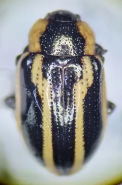 Prasocuris boreella thumbnail 4