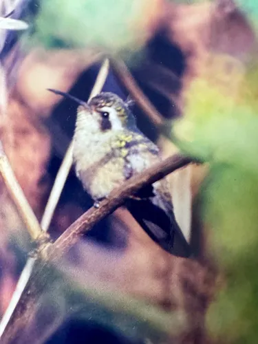 Xantus's Hummingbird