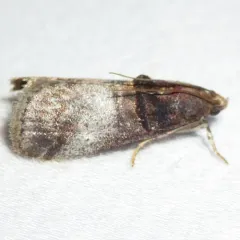 Acrobasis stigmella thumbnail 2