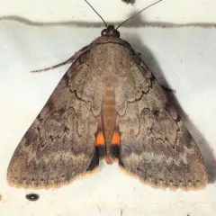 Serene Underwing thumbnail 2