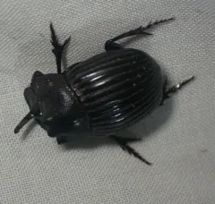 Frigid Dung Beetle thumbnail 3