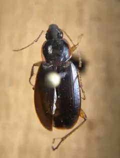 Calathus opaculus thumbnail 2