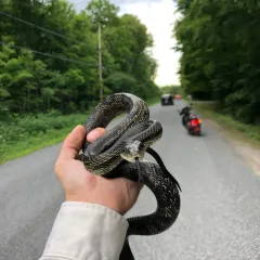 Gray Ratsnake thumbnail 2