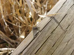 Common Forestfly thumbnail 3