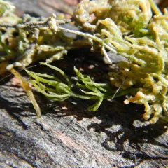 opposite stonewort thumbnail 4