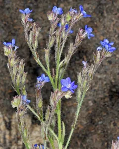 Italian Bugloss thumbnail 2