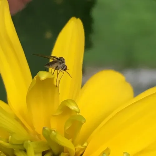 Bald Bee Fly