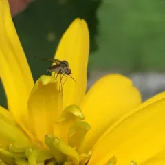 Bald Bee Fly thumbnail 1