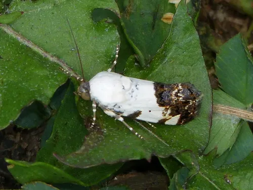 Exposed Bird Dropping Moth
