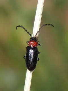 Lateral-lobed Soldier Beetle thumbnail 2
