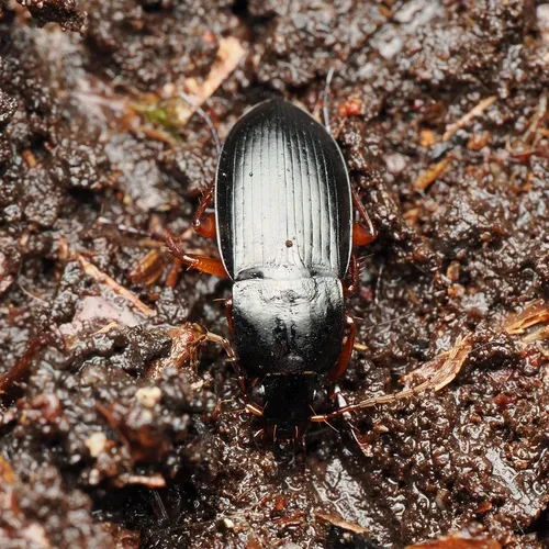 Calathus fuscipes