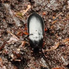 Calathus fuscipes thumbnail 1