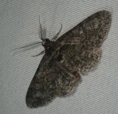 Double-lined Gray thumbnail 4