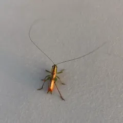 Saltmarsh Meadow Katydid thumbnail 2