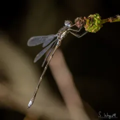 Spotted Spreadwing thumbnail 4