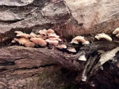 Crepidotus coloradensis thumbnail 3