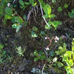 Redstem Saxifrage thumbnail 4