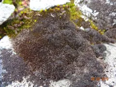 Snow Rustwort thumbnail 3