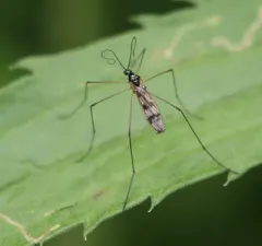 Limnophila macrocera thumbnail 4