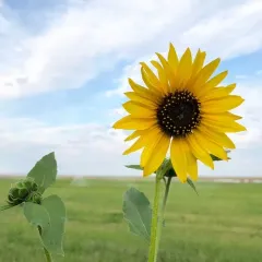 Common Sunflower thumbnail 4