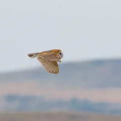 American Barn Owl thumbnail 2