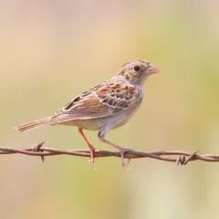 Grasshopper Sparrow thumbnail 4