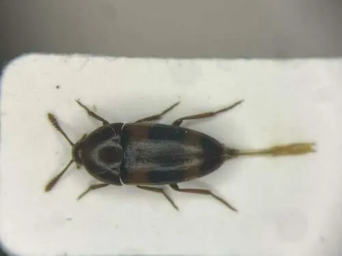 Holostrophus bifasciatus
