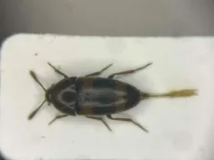 Holostrophus bifasciatus thumbnail 1