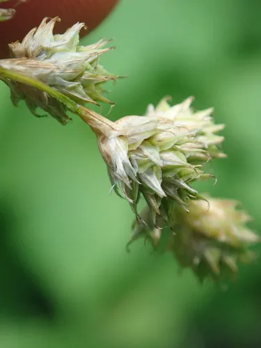 silvery-flowered sedge