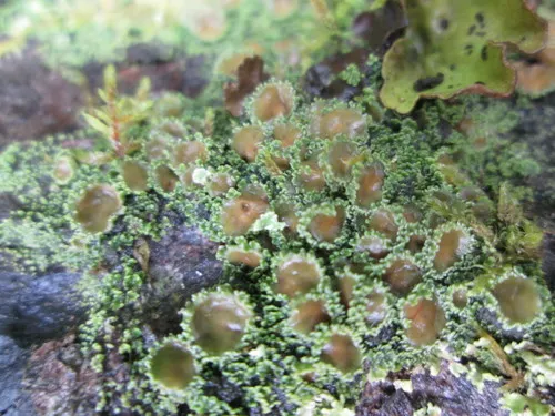 Green Moss-shingle Lichen