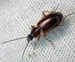 Brown-prothorax Ground Beetle thumbnail 4