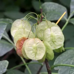 common hoptree thumbnail 4