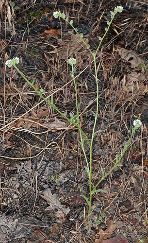 Milo Baker's cryptantha