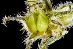 pine cryptantha thumbnail 2