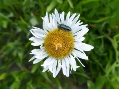 Trichodes oregonensis thumbnail 4