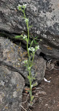 Watson's Cryptantha thumbnail 2