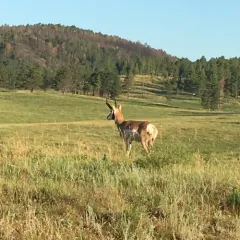 Pronghorn thumbnail 3