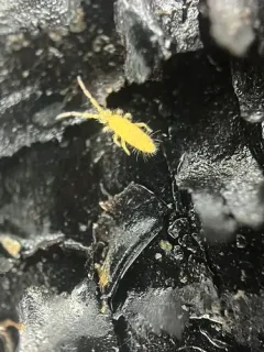 Entomobrya nicoleti thumbnail 3