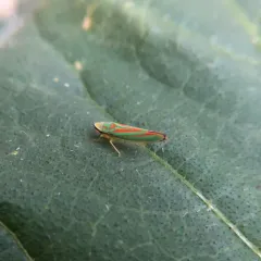 Rhododendron Leafhopper thumbnail 2