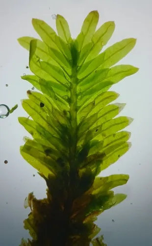 Tree Pocket Moss