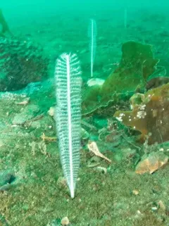 Virgularia bromleyi thumbnail 3