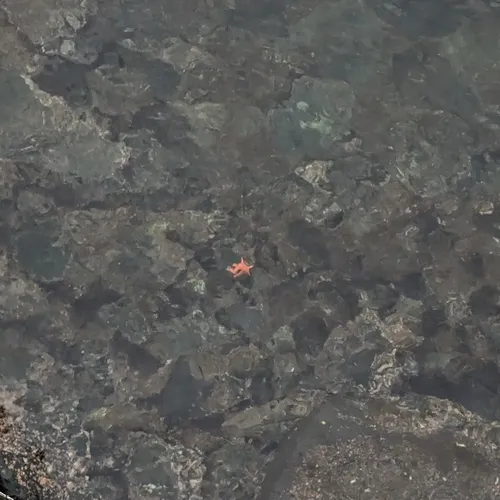 Vermilion Star