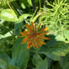 orange agoseris thumbnail 4