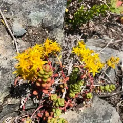 Pacific stonecrop thumbnail 2