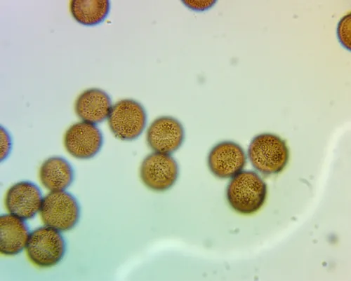Badhamia affinis